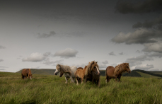 Welsh mountain ponies, wild ponies, Brecon Beacons National Park, Wales, UK, July