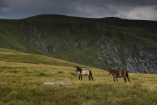 Wild Carneddau ponies on the slopes of Carnedd Llewelyn. Now recognised as a distinct sub-species these ponies have roamed wild in the Carneddau mountains for hundreds of years. Snowdonia National Park, Wales, UK, August