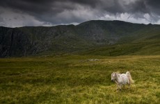 Wild Carneddau Pony on the slopes of Carnedd Llewelyn.  Now recognised as a distinct sub-species these ponies have roamed wild in the Carneddau mountains for hundreds of years. Snowdonia National Park, Wales, UK ,August