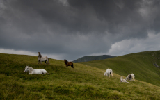 Wild Welsh ponies at Gledrffordd on the slopes of Carnedd Llewellyn, Snowdonia National Park, Wales, UK, August