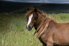 A semi-wild Welsh, section-A, pony on rough ground in the Brecon Beacons, near Brecon, South Wales, UK, June