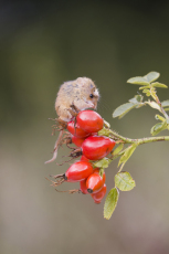 Harvest mouse Micromys minutus, adult grooming, standing on Dog rose Rosa canina stem with berries, controlled conditions, Suffolk, England, UK, September