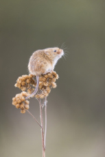 Harvest mouse Micromys minutus, adult standing on dead flower head, controlled conditions, Suffolk, England, UK, September