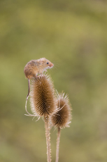 Harvest mouse Micromys minutus, adult standing on teasel seed head, controlled conditions, Suffolk, England, UK, September