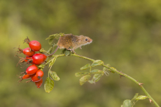 Harvest mouse Micromys minutus, adult standing on Dog rose Rosa canina stem with berries, controlled conditions, Suffolk, England, UK, September