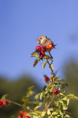 Harvest mouse Micromys minutus, adult grooming, standing on Dog rose Rosa canina, stem with berries, controlled conditions, Suffolk, England, UK, September