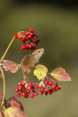 Harvest mouse Micromys minutus, adult standing on Guelder rose Viburnum opulus stem with berries, controlled conditions, Suffolk, England, UK, September