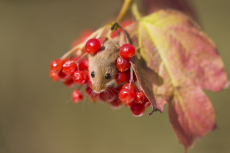 Harvest mouse Micromys minutus, adult standing on Guelder rose Viburnum opulus, stem with berries, controlled conditions, Suffolk, England, UK, September