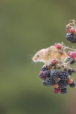 Harvest mouse Micromys minutus, adult standing on bramble stem with blackberries, controlled conditions, Suffolk, England, UK, September