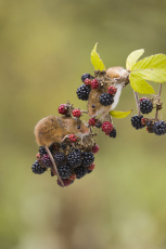 Harvest mouse Micromys minutus, two adults standing on bramble stem with blackberries, controlled conditions, Suffolk, England, UK, September