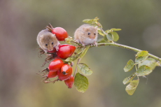 Harvest mouse Micromys minutus, two adults standing on Dog rose Rosa canina stem with berries, controlled conditions, Suffolk, England, UK, September