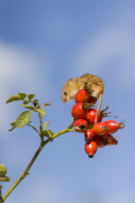 Harvest mouse Micromys minutus, adult standing on dog rose stem with berries, controlled conditions, Suffolk, England, UK, September