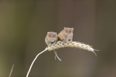 Harvest mouse Micromys minutus, two adults standing on wheat stem, controlled conditions, Suffolk, England, UK, August