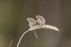 Harvest mouse Micromys minutus, two adults standing on wheat stem, controlled conditions, Suffolk, England, UK, August