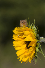 Harvest mouse Micromys minutus, adult standing on sunflower, controlled conditions, Suffolk, England, UK, September