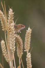 Harvest mouse Micromys minutus, adult standing on wheat stems, controlled conditions, Suffolk, England, UK, September
