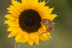 Harvest mouse Micromys minutus, adult standing on sunflower, controlled conditions, Suffolk, England, UK, September