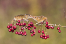 Harvest mouse Micromys minutus, two adults standing on hawthorn twig with berries, touching noses, controlled conditions, Suffolk, England, UK, October