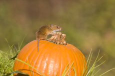 Harvest mouse Micromys minutus, adult standing on pumpkin, controlled conditions, Suffolk, England, UK, October