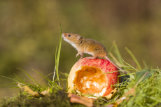 Harvest mouse Micromys minutus, adult standing on apple, controlled conditions, Suffolk, England, UK, October