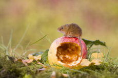 Harvest mouse Micromys minutus, adult standing on apple, controlled conditions, Suffolk, England, UK, October