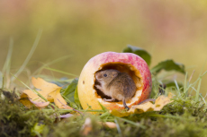 Harvest mouse Micromys minutus, adult feeding on apple, controlled conditions, Suffolk, England, UK, October