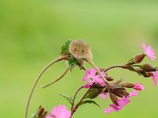 Harvest mouse Micromys minutus, climbing on a red campion flower stem, captive, Devon Wildlife Centre, England, UK, June