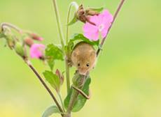 Harvest mouse Micromys minutus, climbing on a red campion flower stem, captive, Devon Wildlife Centre, England, UK, June