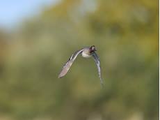 Teal Anas crecca, drake in flight, Suffolk, England, UK, November