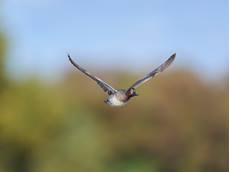 Teal Anas crecca, drake in flight, Suffolk, England, UK, November