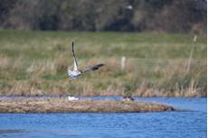 Curlew Numenius arquata, bird in flight, Essex, March