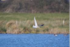 Curlew Numenius arquata, bird in flight, Essex, March