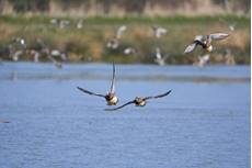 Wigeon Anas penelope, in flight, Essex, March