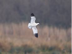 Avocet Recurvirostra avosetta, in flight, Essex, March