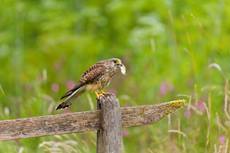 Common kestrel Falco tinnunculus, adult female perched on fence with Harvest mouse Micromys minutus, adult prey in beak, Suffolk, England, UK, July