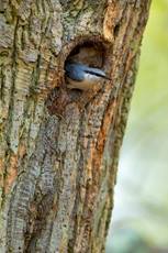 Eurasian nuthatch Sitta europaea, adult carrying food to nest site, Arne, Dorset, England, UK, May