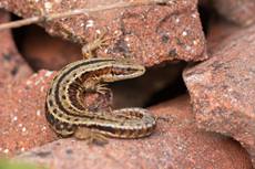 Viviparous lizard Zootoca vivipara, adult male basking on broken tiles, Dorset, England, UK, May