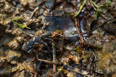 Two-banded longhorn beetle Rhagium bifasciatum, adult foraging around heathland pools, Dorset, England, UK, May