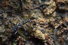 Two-banded longhorn beetle Rhagium bifasciatum, adult foraging around heathland pools, Dorset, England, UK, May