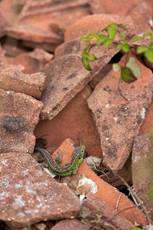 Sand lizard Lacerta agilis, adult male basking on broken tiles, Dorset, England, UK, May