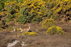 Sika deer Cervus nippon, females amongst heathland habitat, Studland, Dorset, England, UK, May