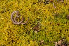 Slow worm Anguis fragilis, adult on moss, Higher Hyde Heath, Dorset, England, UK, May