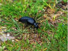Black oil beetle Meloe proscarabaeus, on grassland, Canford Heath Nature Reserve, Dorset, England, UK, May
