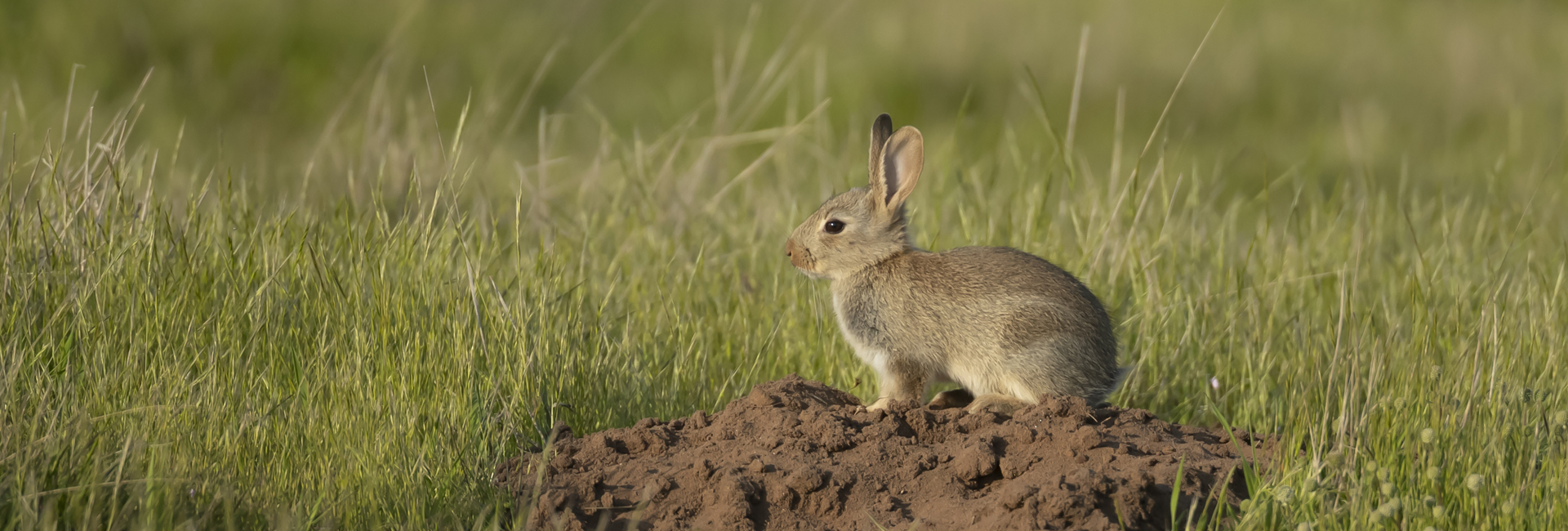 Rabbit Oryctolagus cuniculus, juvenile standing on a mole hill, Suffolk, England, UK, May