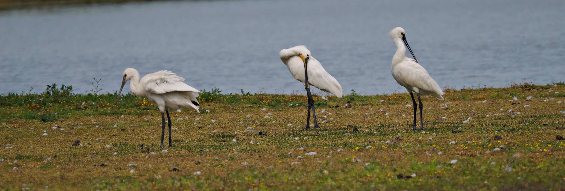 Spoonbill Platalea leucorodia, adults resting and preening on island, side view, Cley, Norfolk, UK, July