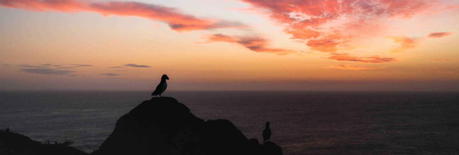Puffin Fratercula arctica, adult perched on a rock, silhouetted against the sunset and sea, Skomer Island, Pembrokeshire, Wales, UK, May