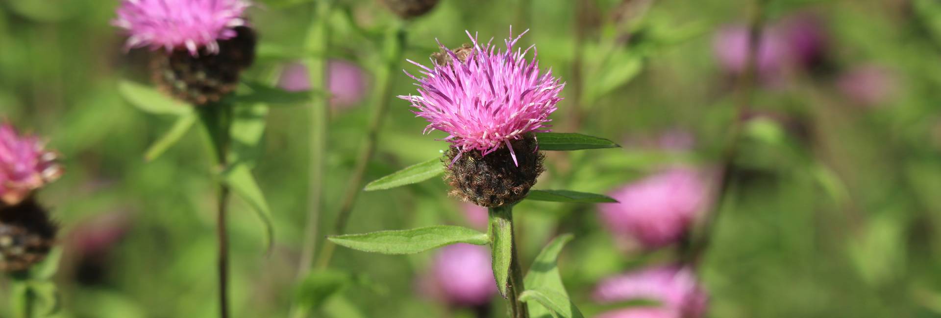 Common knapweed Centaurea nigra, Cheyne Hill, Aberdeenshire, Scotland, UK, August