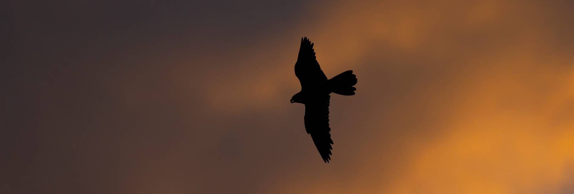 Peregrine falcon Falco peregrinus (captive), adult male flight in silhouette at sunset, Hawk Conservancy Trust, Hampshire, UK, October
