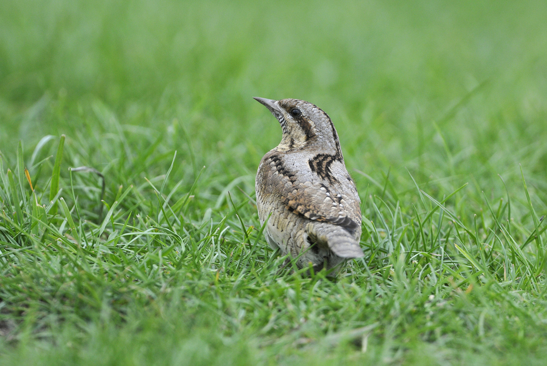 Wryneck Jynx torquilla, migrant feeding in short grass viewed from rear, Wells, Norfolk, August
