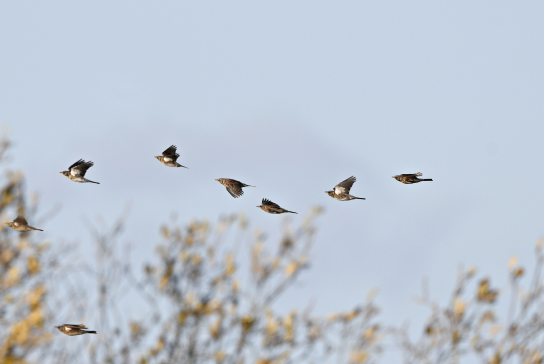 Fieldfare Turdus pilaris, flock in flight, Holme, Norfolk, November